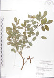 中文名:蘭嶼木藍(S050883)學名:Indigofera zollingeriana Miq.(S050883)