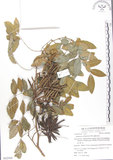 中文名:蘭嶼木藍(S062980)學名:Indigofera zollingeriana Miq.(S062980)