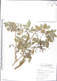 中文名:蘭嶼木藍(S065104)學名:Indigofera zollingeriana Miq.(S065104)