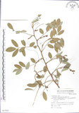 中文名:蘭嶼木藍(S067860)學名:Indigofera zollingeriana Miq.(S067860)