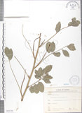 中文名:蘭嶼木藍(S068330)學名:Indigofera zollingeriana Miq.(S068330)