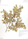 中文名:蘭嶼木藍(S087604)學名:Indigofera zollingeriana Miq.(S087604)