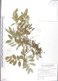 中文名:蘭嶼木藍(S092213)學名:Indigofera zollingeriana Miq.(S092213)