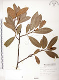中文名:烏心石(S000267)學名:Michelia compressa (Maxim.) Sargent(S000267)英文名:Formosan Michelia