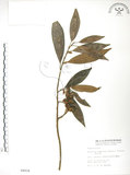 中文名:烏心石(S004934)學名:Michelia compressa (Maxim.) Sargent(S004934)英文名:Formosan Michelia