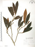 中文名:烏心石(S006109)學名:Michelia compressa (Maxim.) Sargent(S006109)英文名:Formosan Michelia