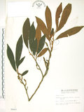 中文名:烏心石(S006407)學名:Michelia compressa (Maxim.) Sargent(S006407)英文名:Formosan Michelia