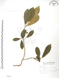 中文名:烏心石(S006916)學名:Michelia compressa (Maxim.) Sargent(S006916)英文名:Formosan Michelia
