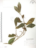 中文名:烏心石(S006917)學名:Michelia compressa (Maxim.) Sargent(S006917)英文名:Formosan Michelia