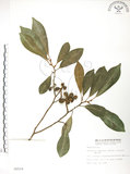 中文名:烏心石(S006918)學名:Michelia compressa (Maxim.) Sargent(S006918)英文名:Formosan Michelia