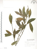 中文名:烏心石(S007438)學名:Michelia compressa (Maxim.) Sargent(S007438)英文名:Formosan Michelia