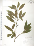 中文名:烏心石(S007439)學名:Michelia compressa (Maxim.) Sargent(S007439)英文名:Formosan Michelia