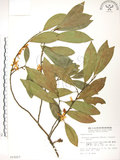 中文名:烏心石(S015217)學名:Michelia compressa (Maxim.) Sargent(S015217)英文名:Formosan Michelia