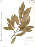 中文名:烏心石(S015273)學名:Michelia compressa (Maxim.) Sargent(S015273)英文名:Formosan Michelia