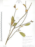 中文名:烏心石(S016190)學名:Michelia compressa (Maxim.) Sargent(S016190)英文名:Formosan Michelia