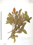 中文名:烏心石(S017648)學名:Michelia compressa (Maxim.) Sargent(S017648)英文名:Formosan Michelia