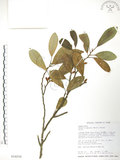 中文名:烏心石(S018236)學名:Michelia compressa (Maxim.) Sargent(S018236)英文名:Formosan Michelia