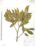 中文名:烏心石(S050418)學名:Michelia compressa (Maxim.) Sargent(S050418)英文名:Formosan Michelia
