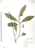 中文名:烏心石(S051387)學名:Michelia compressa (Maxim.) Sargent(S051387)英文名:Formosan Michelia