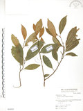 中文名:烏心石(S064083)學名:Michelia compressa (Maxim.) Sargent(S064083)英文名:Formosan Michelia