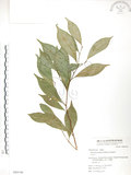 中文名:烏心石(S064146)學名:Michelia compressa (Maxim.) Sargent(S064146)英文名:Formosan Michelia