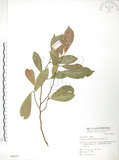 中文名:烏心石(S064231)學名:Michelia compressa (Maxim.) Sargent(S064231)英文名:Formosan Michelia
