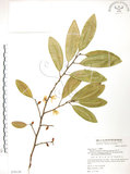 中文名:烏心石(S070139)學名:Michelia compressa (Maxim.) Sargent(S070139)英文名:Formosan Michelia