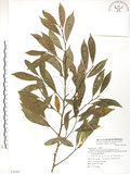 中文名:烏心石(S070267)學名:Michelia compressa (Maxim.) Sargent(S070267)英文名:Formosan Michelia