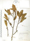 中文名:烏心石(S073024)學名:Michelia compressa (Maxim.) Sargent(S073024)英文名:Formosan Michelia