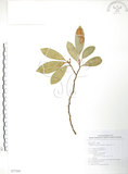 中文名:烏心石(S077341)學名:Michelia compressa (Maxim.) Sargent(S077341)英文名:Formosan Michelia