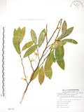 中文名:烏心石(S085735)學名:Michelia compressa (Maxim.) Sargent(S085735)英文名:Formosan Michelia