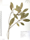 中文名:烏心石(S087479)學名:Michelia compressa (Maxim.) Sargent(S087479)英文名:Formosan Michelia