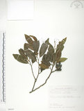 中文名:烏心石(S089547)學名:Michelia compressa (Maxim.) Sargent(S089547)英文名:Formosan Michelia