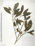 中文名:烏心石(S089676)學名:Michelia compressa (Maxim.) Sargent(S089676)英文名:Formosan Michelia