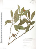 中文名:烏心石(S089968)學名:Michelia compressa (Maxim.) Sargent(S089968)英文名:Formosan Michelia
