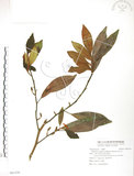 中文名:烏心石(S091539)學名:Michelia compressa (Maxim.) Sargent(S091539)英文名:Formosan Michelia