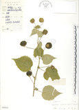 中文名:冬葵子(S029331)學名:Abutilon indicum (L.) Sweet(S029331)