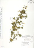 中文名:冬葵子(S037184)學名:Abutilon indicum (L.) Sweet(S037184)