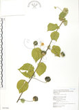 中文名:冬葵子(S043368)學名:Abutilon indicum (L.) Sweet(S043368)