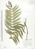 中文名:觀音座蓮(P000016)學名:Angiopteris lygodiifolia Rosenst.(P000016)英文名:Vessel fern