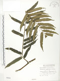 中文名:觀音座蓮(P000018)學名:Angiopteris lygodiifolia Rosenst.(P000018)英文名:Vessel fern
