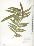 中文名:觀音座蓮(P000020)學名:Angiopteris lygodiifolia Rosenst.(P000020)英文名:Vessel fern