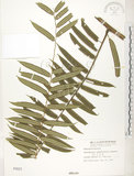 中文名:觀音座蓮(P000021)學名:Angiopteris lygodiifolia Rosenst.(P000021)英文名:Vessel fern