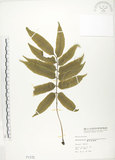 中文名:觀音座蓮(P001172)學名:Angiopteris lygodiifolia Rosenst.(P001172)英文名:Vessel fern