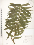 中文名:觀音座蓮(P001977)學名:Angiopteris lygodiifolia Rosenst.(P001977)英文名:Vessel fern