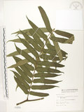 中文名:觀音座蓮(P001978)學名:Angiopteris lygodiifolia Rosenst.(P001978)英文名:Vessel fern