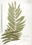 中文名:觀音座蓮(P002134)學名:Angiopteris lygodiifolia Rosenst.(P002134)英文名:Vessel fern