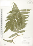中文名:觀音座蓮(P002417)學名:Angiopteris lygodiifolia Rosenst.(P002417)英文名:Vessel fern