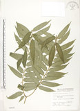 中文名:觀音座蓮(P002418)學名:Angiopteris lygodiifolia Rosenst.(P002418)英文名:Vessel fern