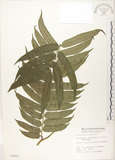 中文名:觀音座蓮(P002419)學名:Angiopteris lygodiifolia Rosenst.(P002419)英文名:Vessel fern